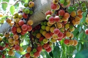 Cổ phiếu chứng khoán "chín" sớm, VN-Index giảm hơn 7 điểm sau ATO