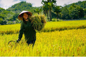 Giá lúa gạo hôm nay 25/1: Giảm 100 đồng/kg với một số giống lúa