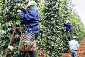 Giá tiêu hôm nay 4/2: Ổn định tại các vùng trọng điểm
