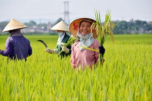 Vinaseed (NSC) thu về gần 2.000 tỷ đồng doanh thu trong năm 2021