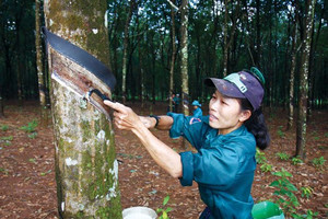 Trung Quốc tăng nhập khẩu cao su từ thị trường Việt Nam