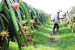 Giá thanh long giảm mạnh còn 3.000 đồng/kg, nhiều nhà kho đóng cửa