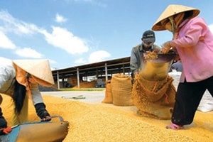 Hậu cổ phần hóa, Vinafood 2 (VSF) chìm trong thua lỗ