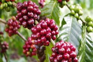 Giá cà phê hôm nay 21/2: Robusta giảm còn 2.271 USD/tấn