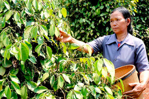Giá tiêu hôm nay 21/2: Duy trì ổn định 
