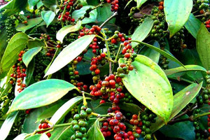 Giá tiêu hôm nay 22/2: Cao nhất 85.000 đồng/kg