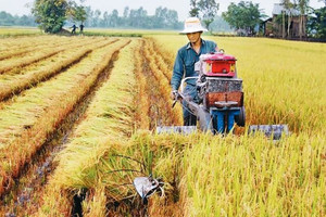 Giá lúa gạo hôm nay 23/2: Đồng loạt chững lại