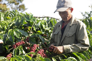 Giá cà phê hôm nay 26/2: Arabica có xu hướng tăng trở lại