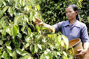 Giá tiêu hôm nay 27/2: Chững lại đà tăng