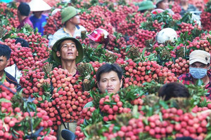 Linh hoạt trong xuất khẩu nông sản sang Trung Quốc