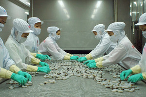 Thủy sản Minh Phú (MPC) thu về hơn 13 nghìn tỷ đồng doanh thu trong năm 2021
