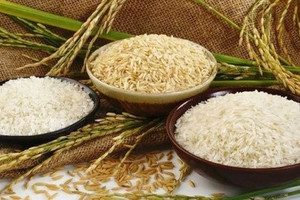 Giá lúa gạo hôm nay 3/3: Giá lúa duy trì ổn định