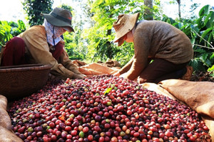 Xuất khẩu cà phê tăng hơn 30% trong 2 tháng đầu năm 2022