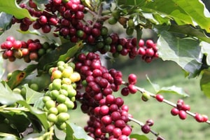 Giá cà phê hôm nay 8/3: Biến động trái chiều