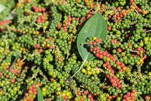 Giá tiêu hôm nay 15/3: Tăng 1.000 đồng/kg ở khu vực Tây Nguyên