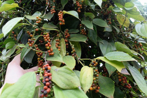 Giá tiêu hôm nay 9/6: Quay đầu đi xuống