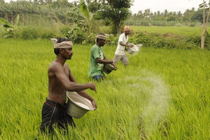 Giá phân bón thế giới tăng cao kỷ lục