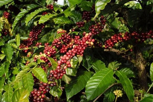 Giá cà phê hôm nay 30/3: Arabica quay đầu đi lên