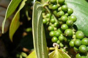 Giá tiêu hôm nay 4/4: Kéo dài chuỗi ngày đi ngang