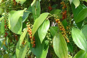 Giá tiêu hôm nay 5/4: Giảm 1.000 đồng/kg