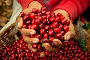 Giá cà phê hôm nay 6/4: Robusta tiếp tục giảm mạnh