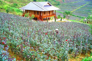 Lào Cai: Sử dụng trái phép đất bị thu hồi, một người dân bị phạt 100 triệu đồng