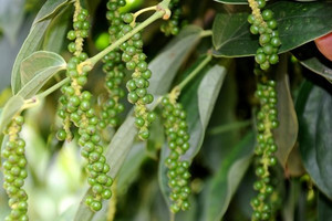 Giá tiêu hôm nay 27/4: Tăng nhẹ 500 đồng/kg