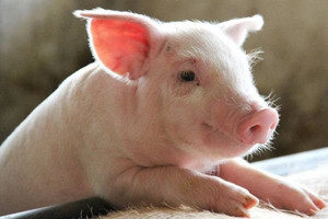 Giá heo hơi hôm nay 29/4: Đồng loạt chững lại trên cả nước