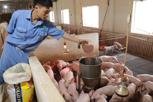 Giá thức ăn chăn nuôi tăng liên tục, nông dân "khóc ròng" vì thua lỗ
