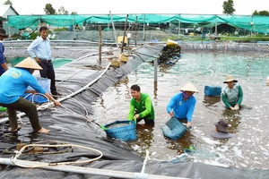 Nông dân Quảng Ngãi than trời vì tôm chết hàng loạt