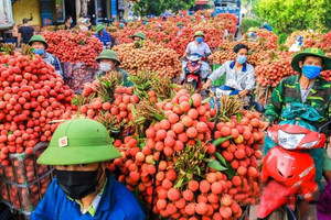 Thương nhân Trung Quốc được cấp thị thực nhập cảnh mua vải thiều Bắc Giang