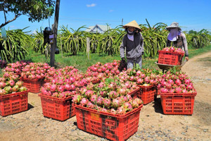 Nông dân phấn khởi vì giá thanh long tăng trở lại