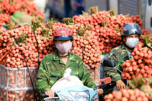 Vải đầu mùa được giá, thương lái thu mua tận vườn