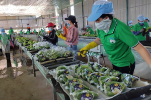5 tháng đầu năm 2022, xuất khẩu rau quả sang thị trường Trung Quốc giảm gần 15%