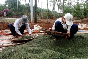 Giá tiêu "hồi phục" nhờ nhu cầu nhập khẩu từ Trung Quốc tăng cao