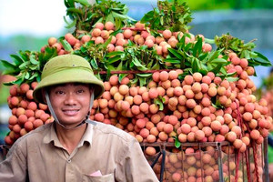 Lục Ngạn (Bắc Giang): Tăng cường kết nối tiêu thụ cho vụ vải thiều năm 2022