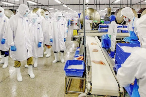 Vĩnh Hoàn (VHC) bán toàn bộ cổ phiếu quỹ, thu lời hàng chục tỷ đồng