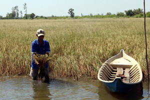 Quy hoạch Đồng bằng sông Cửu Long thành vùng kinh tế phát triển