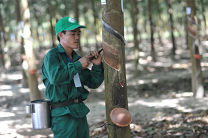 Cổ phiếu GVR trở lại đường MA20 sau phiên tăng trần