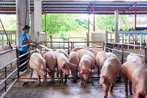Triển vọng doanh nghiệp chăn nuôi lợn khi giá thịt hơi có thể đạt đỉnh trong quý III