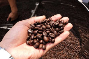 Giá cà phê hôm nay 14/9: Arabica bật tăng trở lại