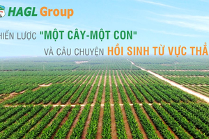 HAGL - Chiến lược "một cây-một con" và câu chuyện hồi sinh từ vực thẳm