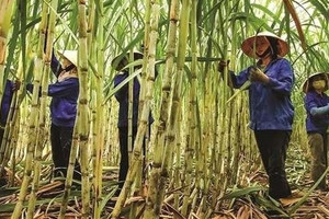 Mía Đường Sơn La (SLS) dự kiến lợi nhuận "đi lùi" 60% niên độ tới, chia cổ tức tỷ lệ 30% bằng tiền