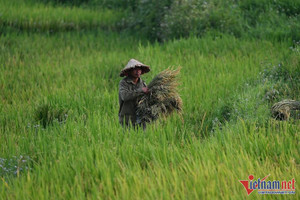 Trung Quốc giảm mạnh nhập khẩu gạo nếp Việt