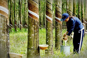 Thâm hụt cổ tức từ công ty liên kết, Cao su Phước Hoà (PHR) báo lãi quý 3/2022 giảm sâu