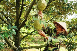 Xuất khẩu nông sản sang Trung Quốc: Lưu ý mã số vùng trồng