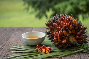 Indonesia và Malaysia có thể ngừng xuất khẩu dầu cọ sang châu Âu