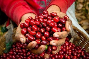 Giá cà phê hôm nay 16/1: Vượt mốc 41.000 đồng/kg
