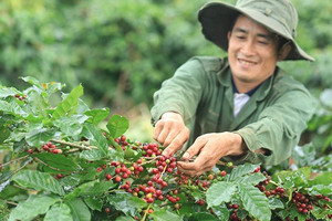 Giá cà phê hôm nay 17/1: Nhích nhẹ tại khu vực Tây Nguyên