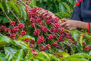 Giá cà phê hôm nay 19/1: Giảm 200 đồng/kg